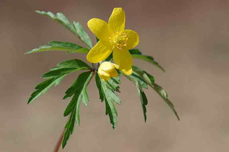 Anemonoides ranunculoides / Anemone giallo